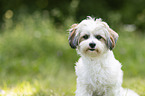 Havanese