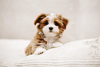 Havanese Puppy