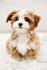Havanese Puppy