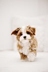 Havanese Puppy