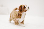 Havanese Puppy