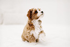 Havanese Puppy