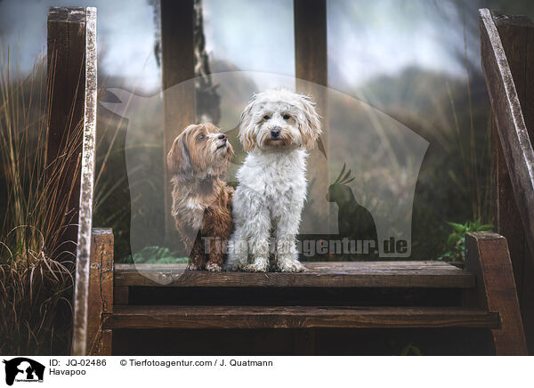 Havapoo / Havapoo / JQ-02486