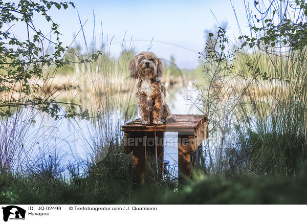 Havapoo / JQ-02499