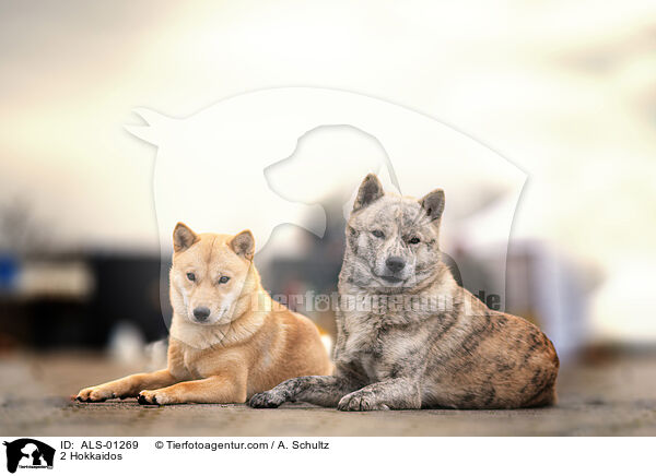 2 Hokkaidos / ALS-01269