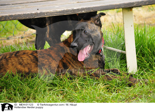 Hollandse Herder puppy / MEH-01123