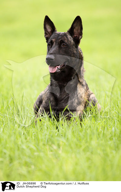 Dutch Shepherd Dog / JH-06896
