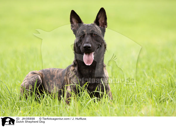 Hollndischer Schferhund / Dutch Shepherd Dog / JH-06898