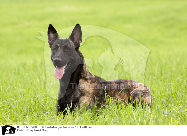 Dutch Shepherd Dog / JH-06900