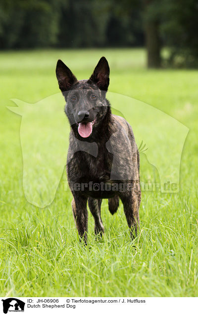 Hollndischer Schferhund / Dutch Shepherd Dog / JH-06906