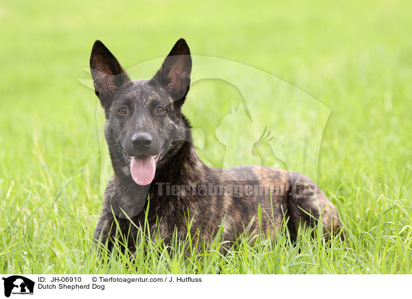 Hollndischer Schferhund / Dutch Shepherd Dog / JH-06910