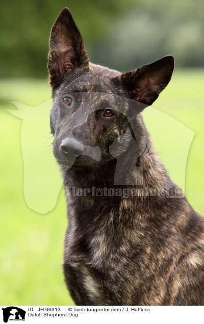 Hollndischer Schferhund / Dutch Shepherd Dog / JH-06913