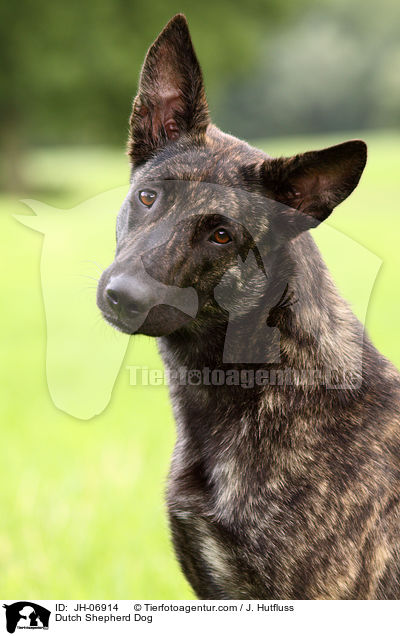 Dutch Shepherd Dog / JH-06914