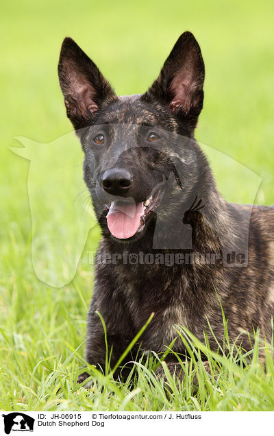 Hollndischer Schferhund / Dutch Shepherd Dog / JH-06915