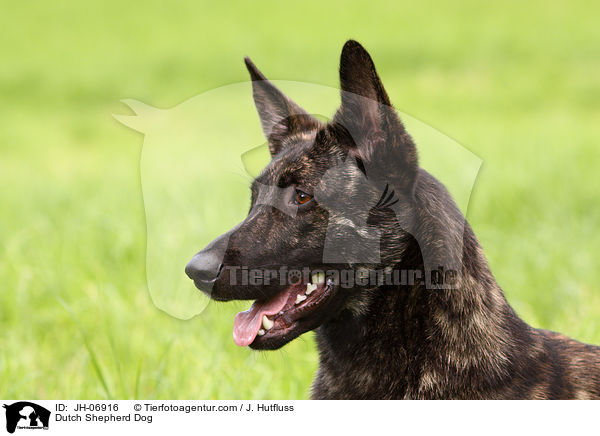 Hollndischer Schferhund / Dutch Shepherd Dog / JH-06916