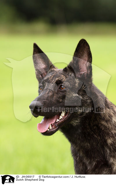 Hollndischer Schferhund / Dutch Shepherd Dog / JH-06917