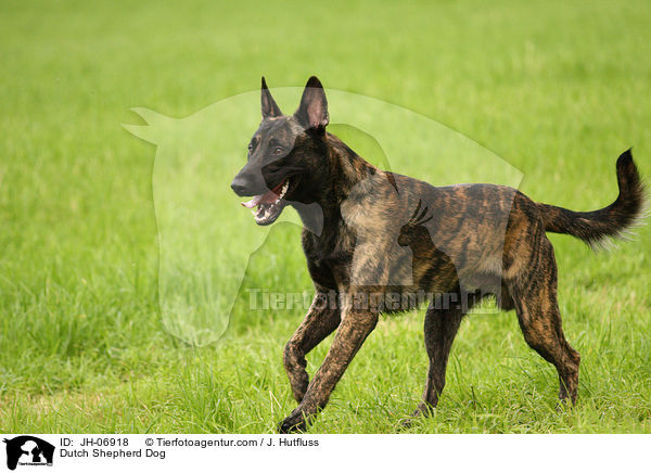 Hollndischer Schferhund / Dutch Shepherd Dog / JH-06918