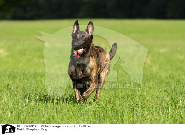 Hollndischer Schferhund / Dutch Shepherd Dog / JH-06919