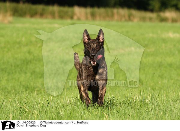 Hollndischer Schferhund / Dutch Shepherd Dog / JH-06920