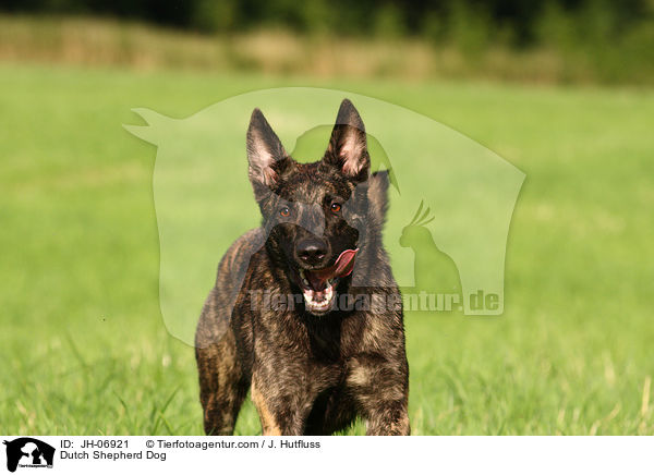 Hollndischer Schferhund / Dutch Shepherd Dog / JH-06921