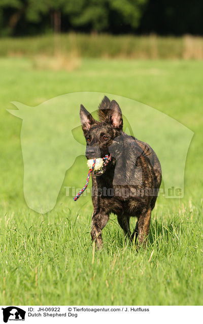 Hollndischer Schferhund / Dutch Shepherd Dog / JH-06922