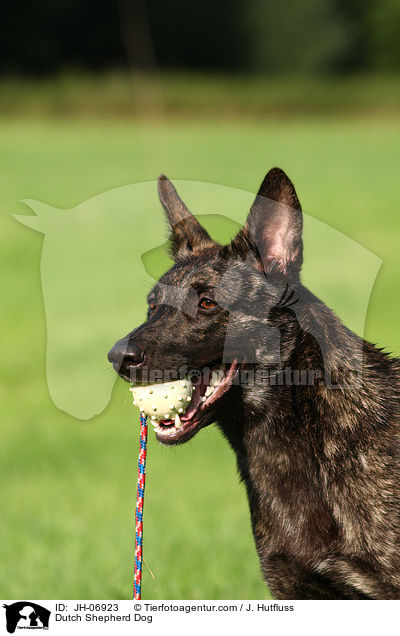 Hollndischer Schferhund / Dutch Shepherd Dog / JH-06923