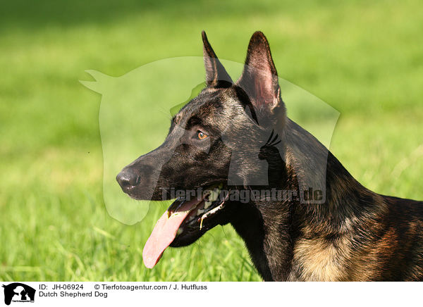 Hollndischer Schferhund / Dutch Shepherd Dog / JH-06924