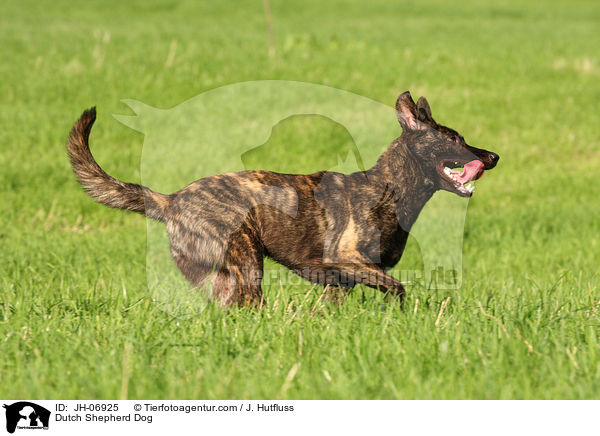 Hollndischer Schferhund / Dutch Shepherd Dog / JH-06925