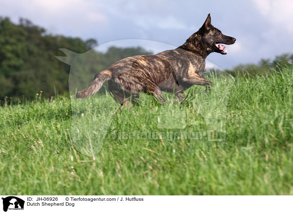 Hollndischer Schferhund / Dutch Shepherd Dog / JH-06926