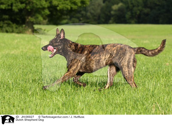 Hollndischer Schferhund / Dutch Shepherd Dog / JH-06927