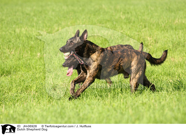 Hollndischer Schferhund / Dutch Shepherd Dog / JH-06928