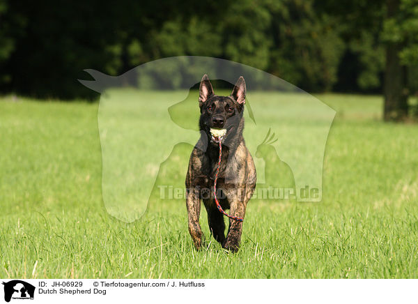 Hollndischer Schferhund / Dutch Shepherd Dog / JH-06929