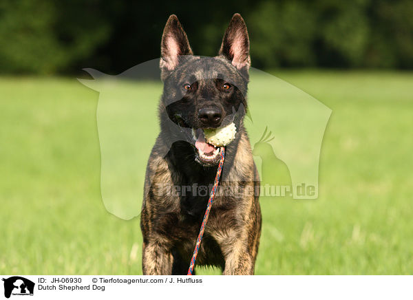 Hollndischer Schferhund / Dutch Shepherd Dog / JH-06930