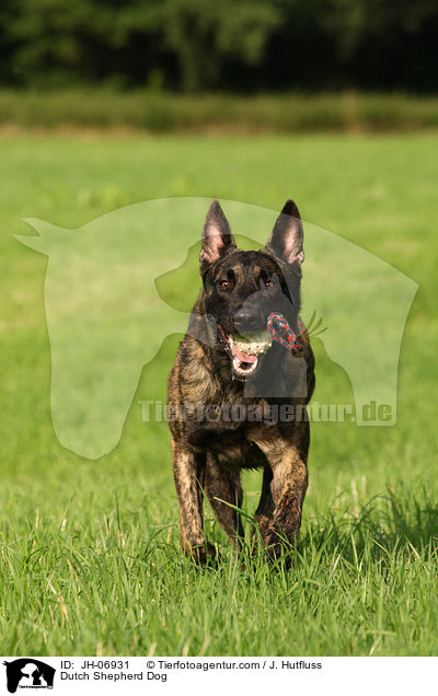 Hollndischer Schferhund / Dutch Shepherd Dog / JH-06931