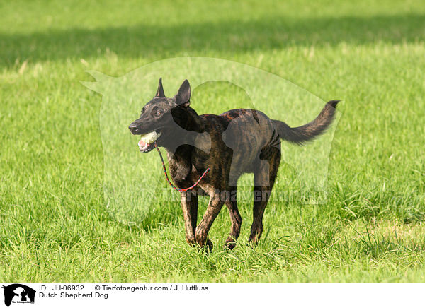 Hollndischer Schferhund / Dutch Shepherd Dog / JH-06932