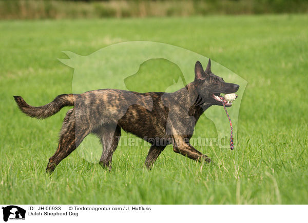 Hollndischer Schferhund / Dutch Shepherd Dog / JH-06933