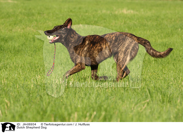 Hollndischer Schferhund / Dutch Shepherd Dog / JH-06934