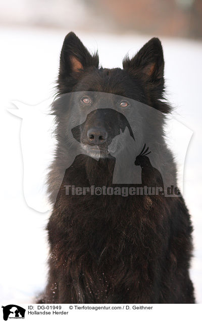 Hollndischer Schferhund / Hollandse Herder / DG-01949