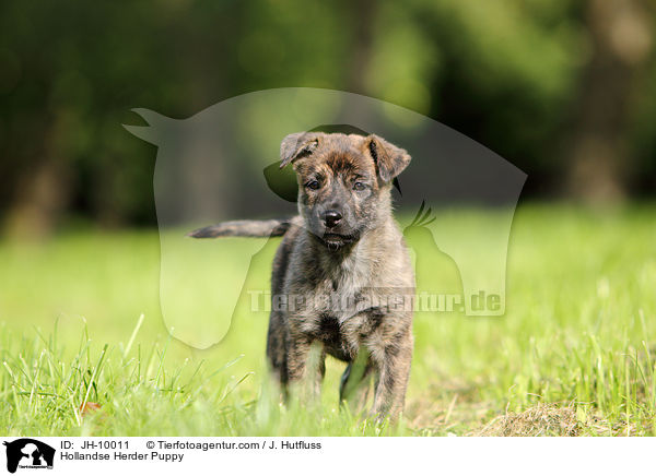 Hollandse Herder Welpe / Hollandse Herder Puppy / JH-10011