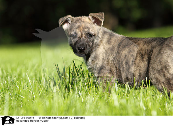 Hollandse Herder Welpe / Hollandse Herder Puppy / JH-10016