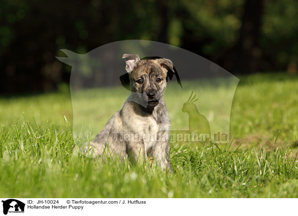 Hollandse Herder Welpe / Hollandse Herder Puppy / JH-10024