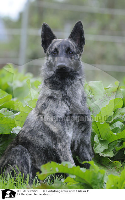 Hollandse Herder / Hollandse Herdershond / AP-06951