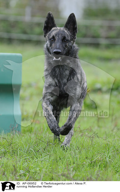 rennender Hollandse Herder / running Hollandse Herder / AP-06952