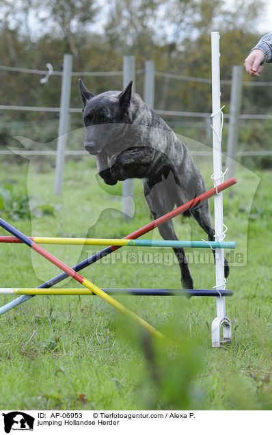springender Hollandse Herder / jumping Hollandse Herder / AP-06953
