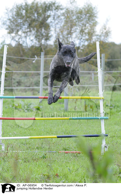 springender Hollandse Herder / jumping Hollandse Herder / AP-06954