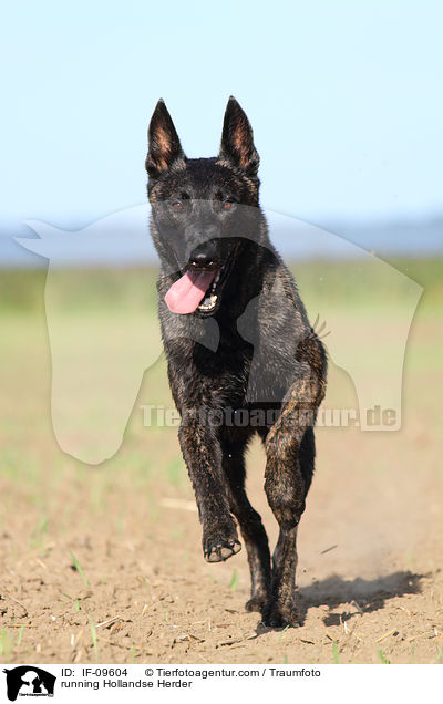 rennender Hollandse Herder / running Hollandse Herder / IF-09604