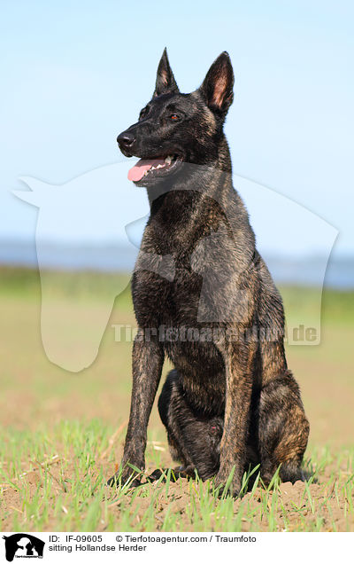 sitzender Hollandse Herder / sitting Hollandse Herder / IF-09605