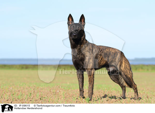 Hollandse Herder / Hollandse Herdershond / IF-09615