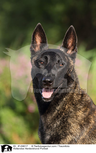 Hollandse Herder Portrait / Hollandse Herdershond Portrait / IF-09617