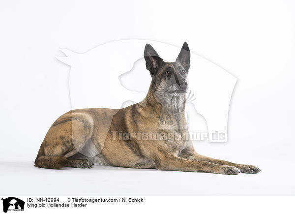 liegender alter Hollandse Herder / lying old Hollandse Herder / NN-12994